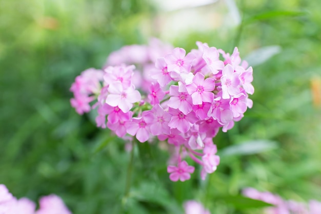 Floks ogrodowy (Phlox paniculata), żywe letnie kwiaty. Kwitnące gałęzie floksu w ogrodzie