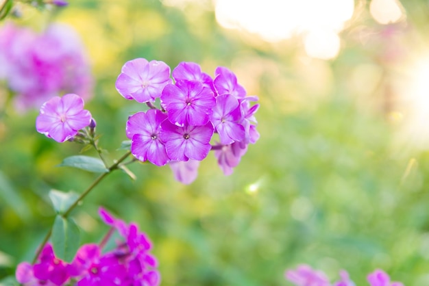 Floks ogrodowy (Phlox paniculata), żywe letnie kwiaty. Kwitnące gałęzie floksu w ogrodzie