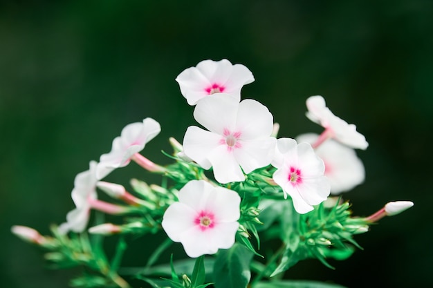 Floks paniculata kwiaty w ogrodzie. Floks piękny jesień, Europa letni ogród kwiat Floks. Białe, różowe pąki.