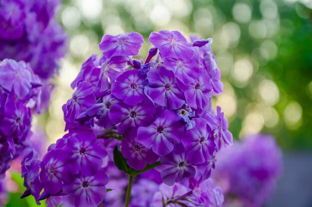 Floks paniculata z bliska w ogrodzie.