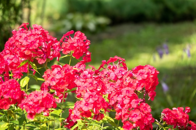 Floks Pełzający Phlox Subulata , Znany Również Jako Floks Mchu.