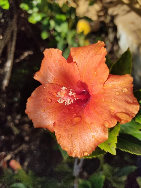 Zdjęcie flor de color naranja