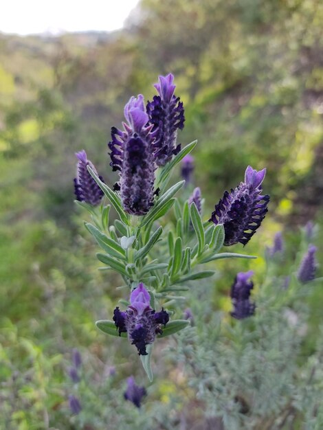 Zdjęcie flor de lavanda