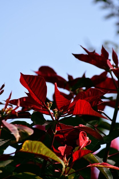 Zdjęcie flor de nochebuena cuetlaxochitl flor de pascua roja