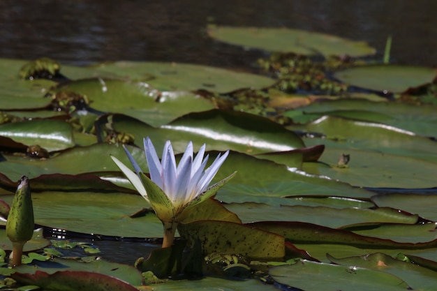 Flor Irupe