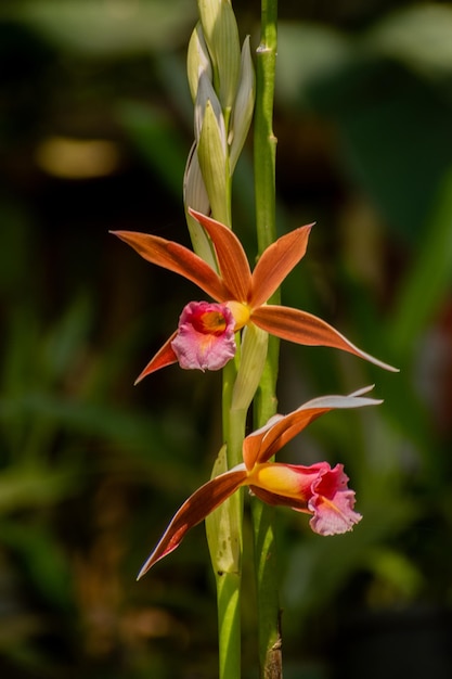 Zdjęcie flor orquidea