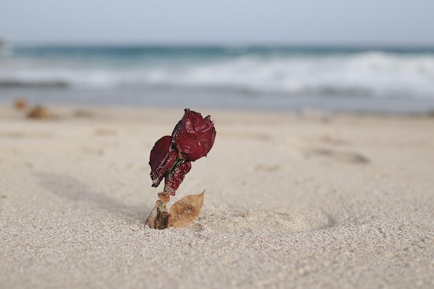 Flor Roja Muerta Pl La Playa Al Atardecer. Playa Solitaria Con Olas En Segundo Plano