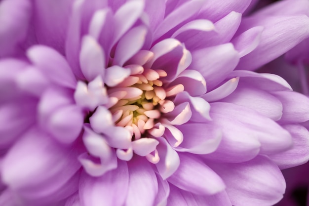 Flora branding i miłość koncepcja fioletowe płatki kwiatu stokrotki w rozkwicie streszczenie kwiatowy kwiat sztuka bac...