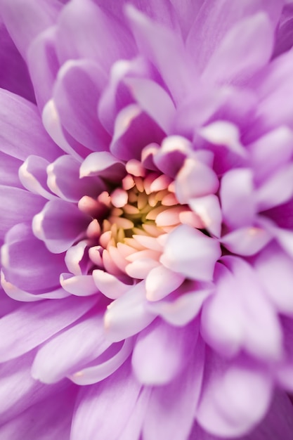 Flora branding i miłość koncepcja fioletowe płatki kwiatu stokrotki w rozkwicie streszczenie kwiatowy kwiat sztuka bac...