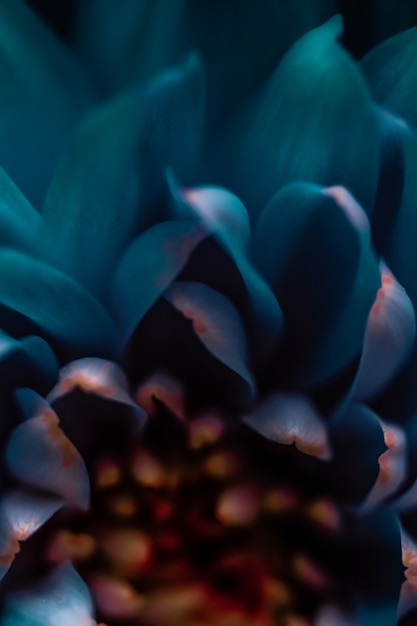 Flora branding i miłość koncepcja niebieska stokrotka płatki kwiatów w rozkwicie streszczenie kwiecisty kwiat sztuka tło...