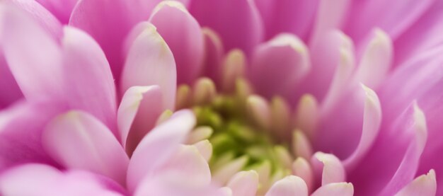 Flora branding i miłość koncepcja różowa stokrotka płatki kwiatów w rozkwicie streszczenie kwiatowy kwiat sztuka tło kwiaty na wiosnę natura dla perfum zapach ślub luksusowe piękno marka wakacje projekt