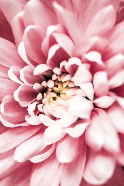 Flora branding i miłość koncepcja różowa stokrotka płatki kwiatów w rozkwicie streszczenie kwiecisty kwiat sztuka tło...