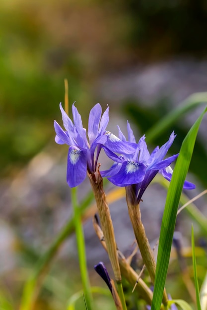 Flora Grecji Rzadki Wiosenny Irys Moraea Sisyrinchium Rośnie Na Zbliżenie łąki W Słoneczny Dzień