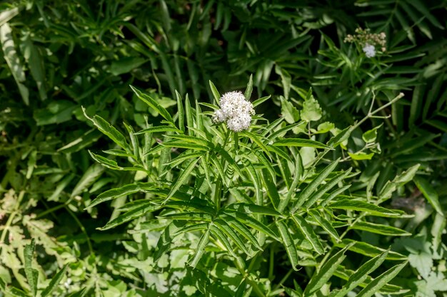 Flora Grecji Zioła lecznicze Bzu karłowaty Sambucus ebulus z białymi kwiatami rośnie na górskiej łące w słoneczny letni dzień