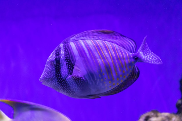 Flora i fauna podwodnego świata oceanu