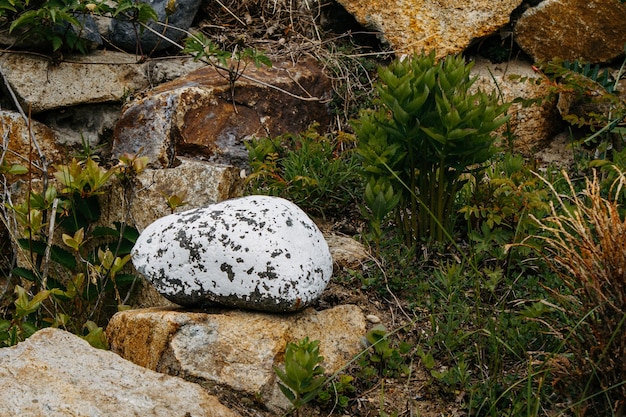 Flora i fauna rosyjskiego Dalekiego Wschodu Przyroda oraz flora i fauna Rosji