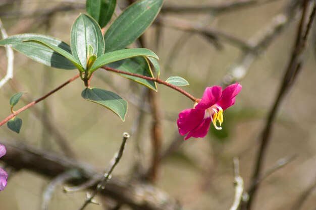 flora i fauna w Antioquia Kolumbia