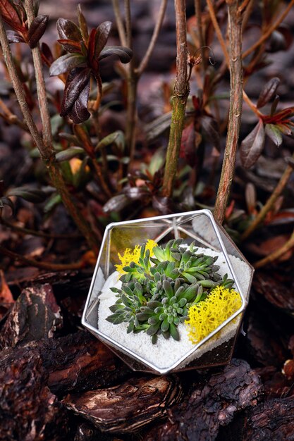 Florarium wśród jesiennych roślin w ogrodzie