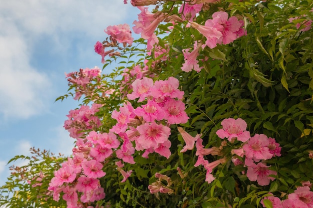 Flores de bignonia rosa, arbusto de Pandora, trompetas, de la familia de las bignoniaceas