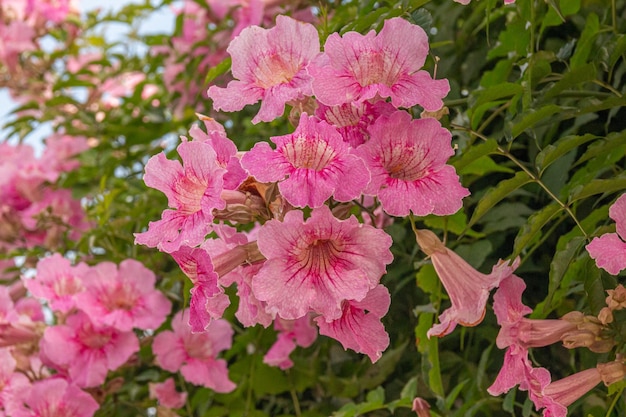 Flores de bignonia rosa, arbusto de Pandora, trompetas, de la familia de las bignoniaceas