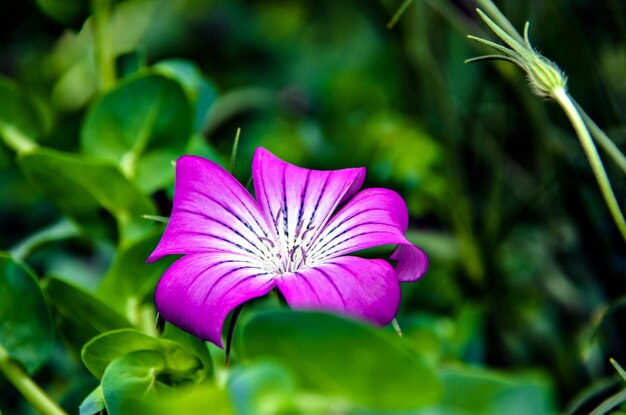 Flores de la naturaleza. Makro de flores.