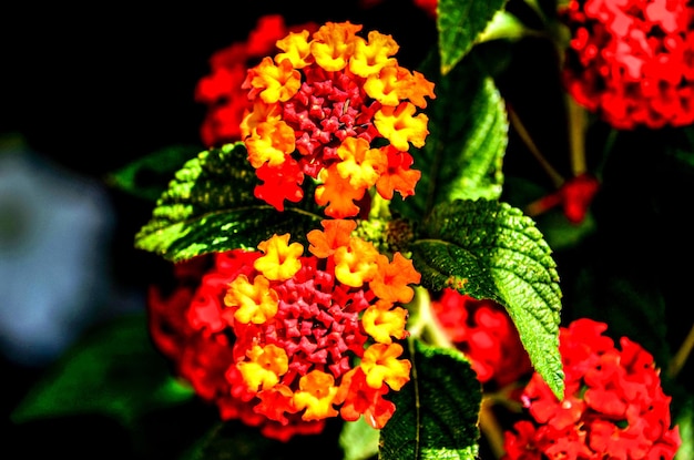 Flores de la naturaleza. Makro de flores.