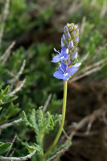 Flores naturales y silvestres Veronica tenuifolia