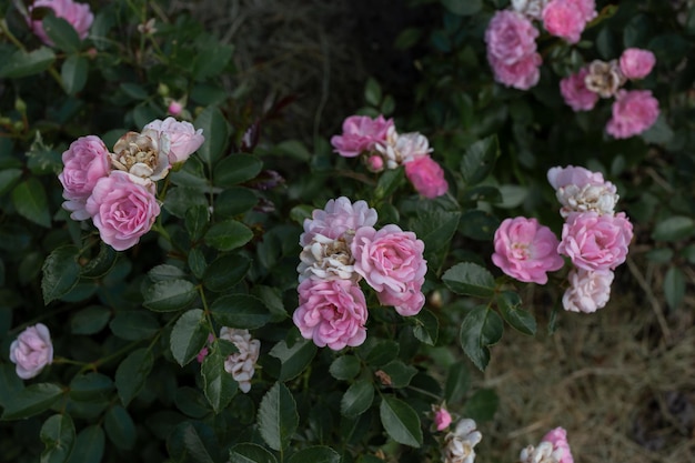 Floribunda róża w klombie