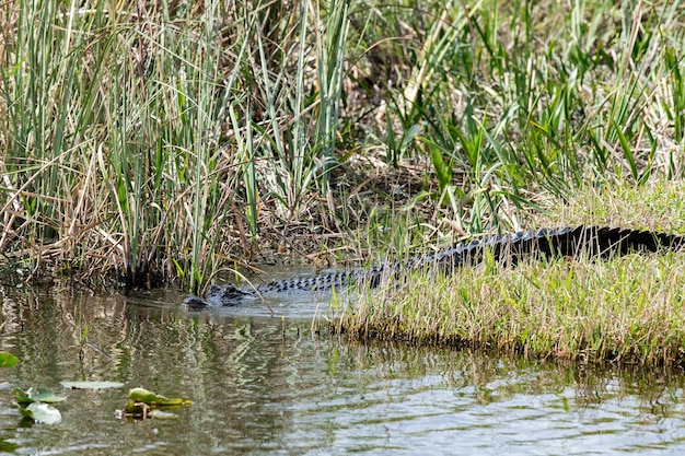 Florida Alligator w everglades z bliska portret