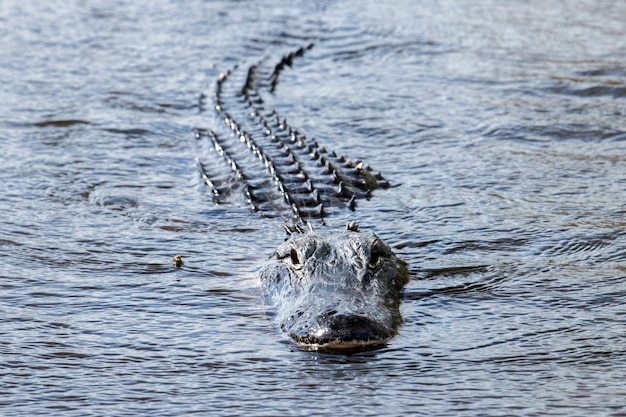 Florida Alligator w everglades z bliska portret