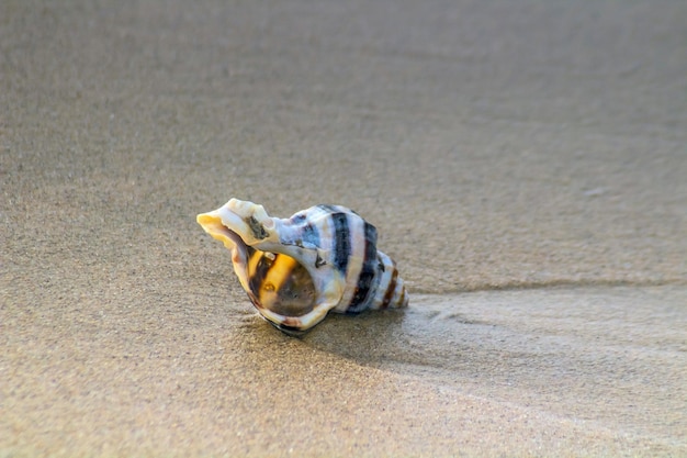 Florida Crown Conch na ziemi