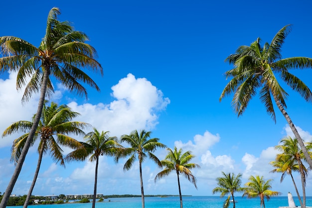 Florida Keys Drzewka palmowe w słonecznym dniu Floryda USA