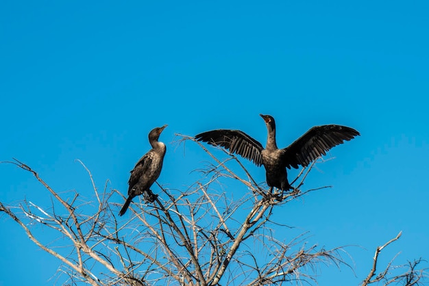 Zdjęcie floryda dwa anhingas siedzące na jałowym drzewie na wiecznych polach w promieniach słońca