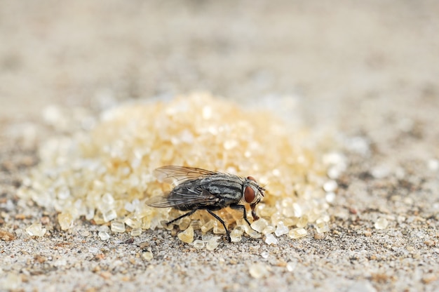 Fly Jeść Brązowy I Biały Cukier Na Podłodze