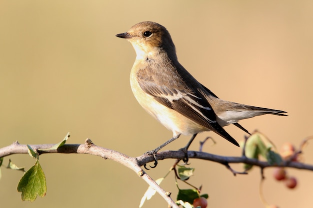 Flycatcher z zimowym upierzeniem na gałęzi