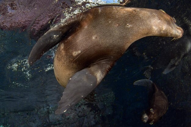 foka lwa morskiego pod wodą podczas nurkowania na Galapagos