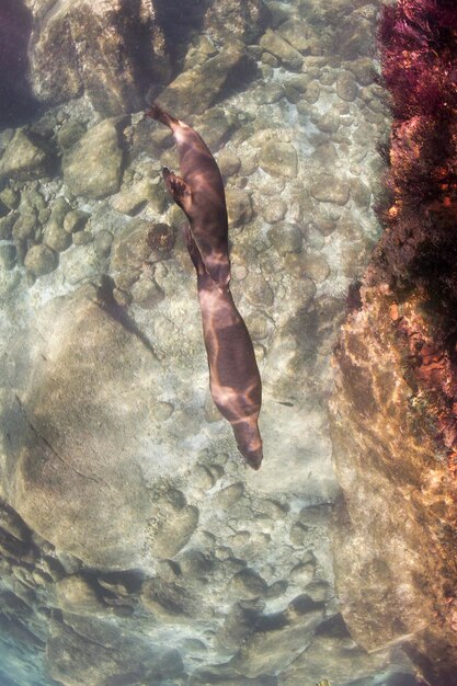 foka lwa morskiego przybywająca do ciebie pod wodą