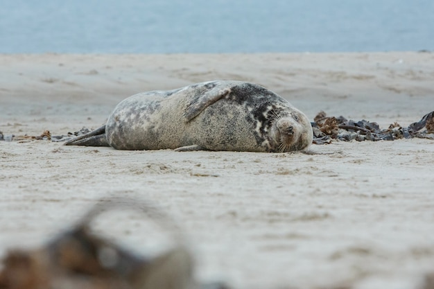 Foka na plaży na wydmowej wyspie w pobliżu helgolandu