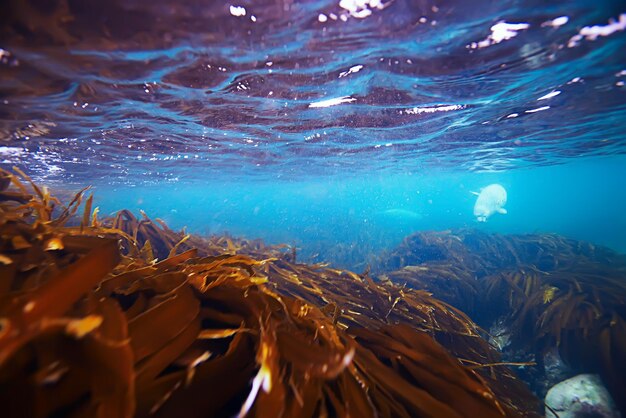 foka podwodne zdjęcie w dzikiej przyrodzie