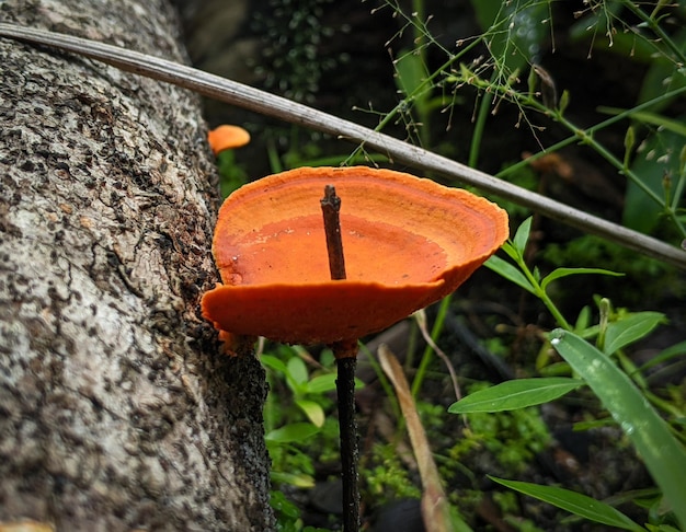 Fomitopsidaceae rosnące na martwym pniu drzewa