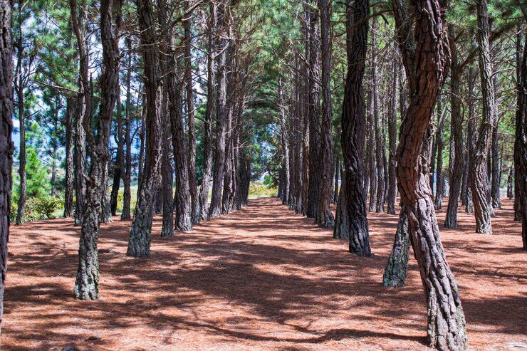 Fondo de pinos alineados