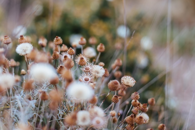 Fondo de plantas y flores del bosque.