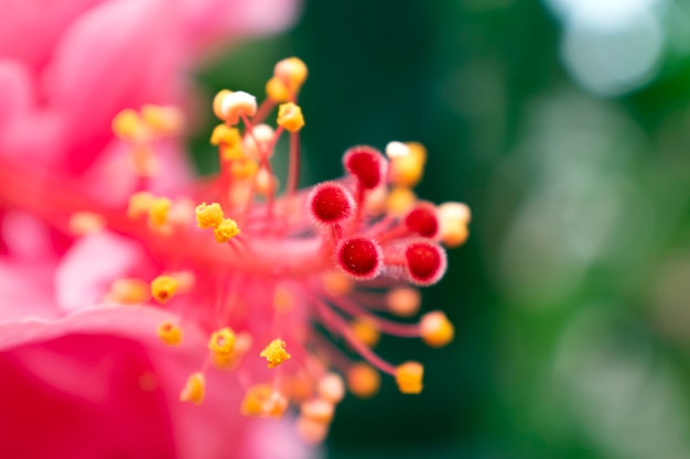 Fondo De Transparencia De Flor De Hibisco Rojo