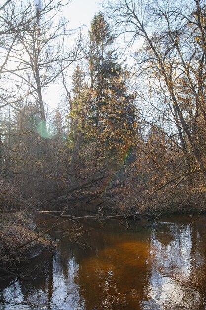 Forest River wczesną wiosną o zachodzie słońca