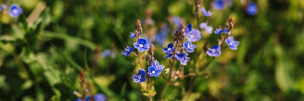 Zdjęcie forgetmenot myosotis sylvatica kwiaty pierwsze jasnoniebieskie kwitnące małe kwiaty w pełnym rozkwicie w ogrodzie lub na polu dzikie ogrodnictwo zasiedlenie ciemnej wiosny autentyczność krajobraz transparent