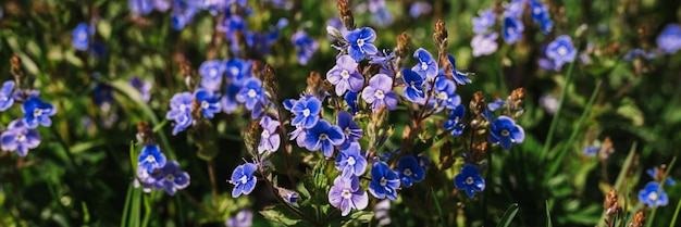 Zdjęcie forgetmenot myosotis sylvatica kwiaty pierwsze jasnoniebieskie kwitnące małe kwiaty w pełnym rozkwicie w ogrodzie lub na polu dzikie ogrodnictwo zasiedlenie ciemnej wiosny autentyczność krajobraz transparent