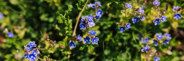 Zdjęcie forgetmenot myosotis sylvatica kwiaty pierwsze jasnoniebieskie kwitnące małe kwiaty w pełnym rozkwicie w ogrodzie lub na polu dzikie ogrodnictwo zasiedlenie ciemnej wiosny autentyczność krajobraz transparent