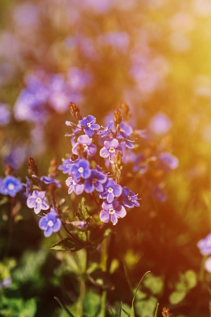 Forgetmenot Myosotis Sylvatica Kwiaty Pierwsze Jasnoniebieskie Kwitnące Małe Polne Kwiaty W Pełnym Rozkwicie W Ogrodzie Lub Na Polu Dzikie Ogrodnictwo Zawłaszczenie Ciemna Wiosna Autentyczność Krajobraz Rozbłysk