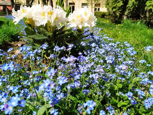 Forgetmenots Myosotis kwitnące na niebiesko rośliny z rodziny Boraginaceae Forgetmenots lub trawy skorpionowe Myosotis alpestris małe kwiaty do dekoracji trawników i klombów Kształtowanie ogrodu