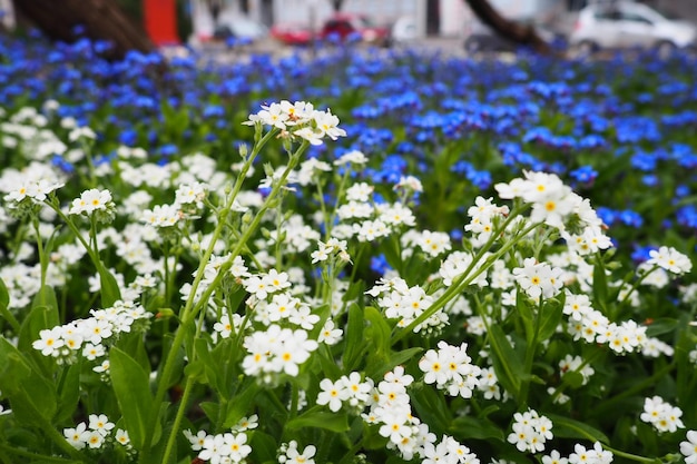 Forgetmenots myosotis kwitnące niebiesko-białe rośliny z rodziny Boraginaceae niezapominajka lub skorpion